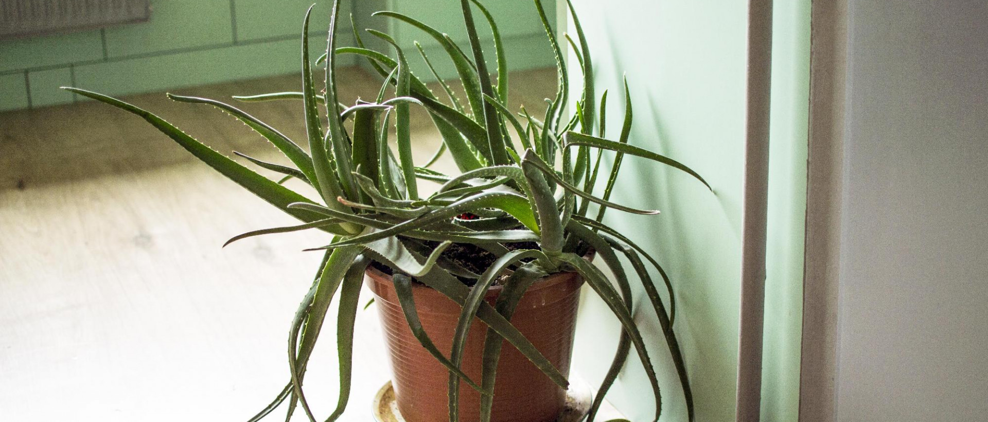 Szívós és szép szobanövények: aloe vera