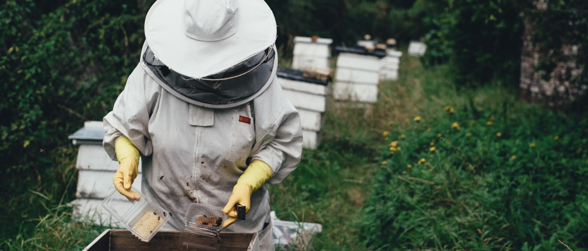 Hogyan tudod elkerülni a hamis mézet?
